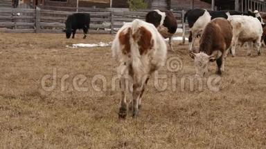 一群牛在农场的围场里吃草。4公里